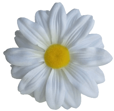 Główki kwiatów gerbery G1