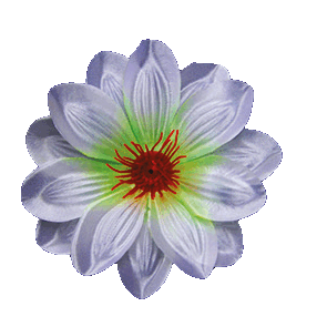 Główki kwiatów krokusa