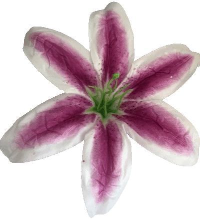 Kwiatostany lilii 003