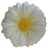 Gerbera flower heads G2
