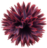 Flower heads Dahlia 02