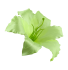 Flower heads Lily 006
