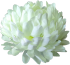 Chrysanthemum flower heads 03