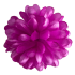 Peony flower heads