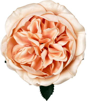 Kwiaty do dekoracji Róża F1