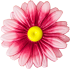 Gerbera flower heads G3 Atlas Nova