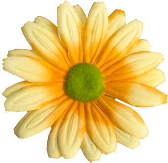 Główki kwiatowe gerbery G3