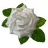 Flower heads Rose with leaf