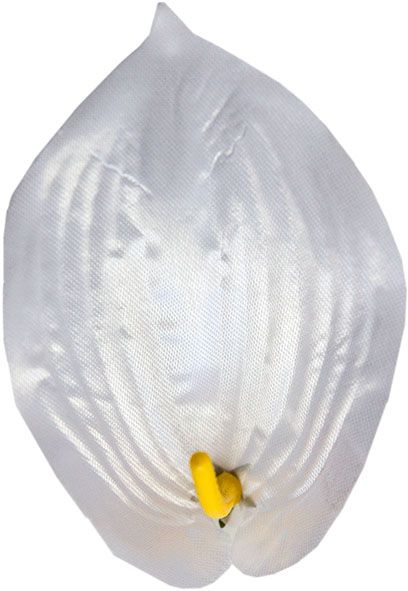 Kwiatostany Cala Anthurium