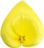 Flower heads of Small Calla