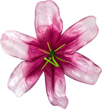 Kwiatostany lilii 002