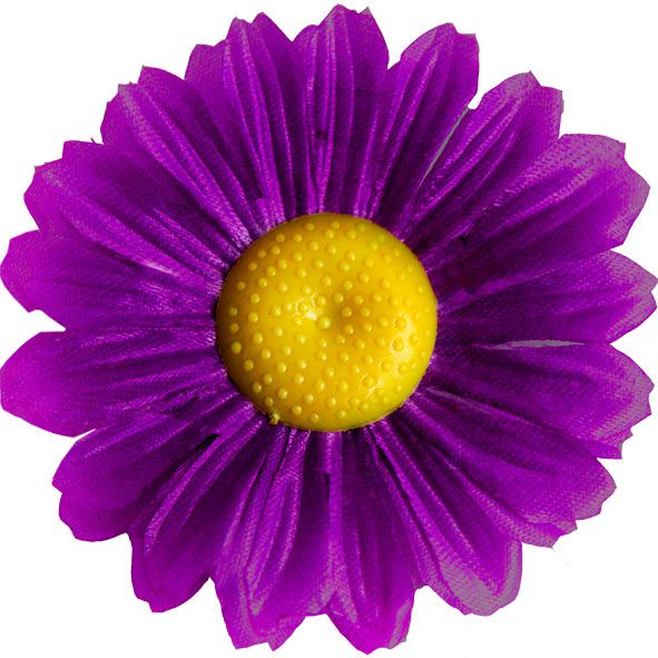 Kwiatostany rumianku pospolitego