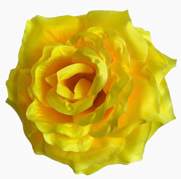 Główki kwiatowe Róża R6