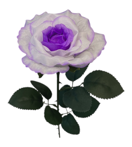 Flowers for decoration Tea Rose on a stem