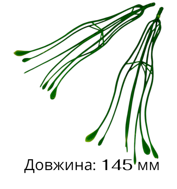 Lilia pręcikowa duża