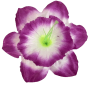 К243