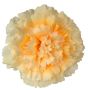 К111