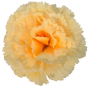 К111