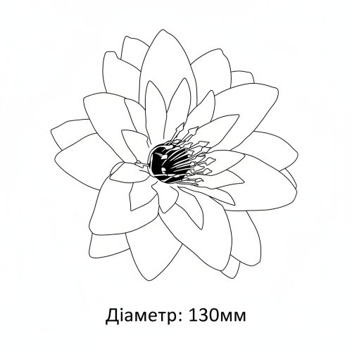 Główki kwiatów krokusa